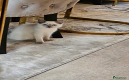 Ragdoll cats for sale: Champion dad Pedigree ragdolls GCCF  - Image 6