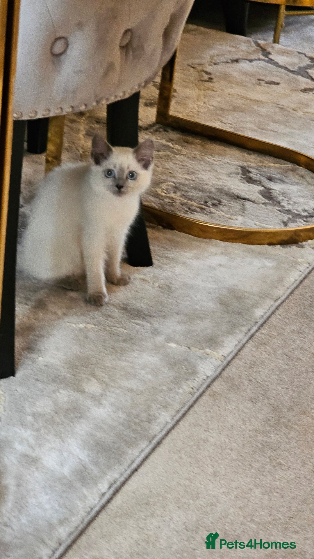 Ragdoll cats for sale: Champion dad Pedigree ragdolls GCCF  - Image 6