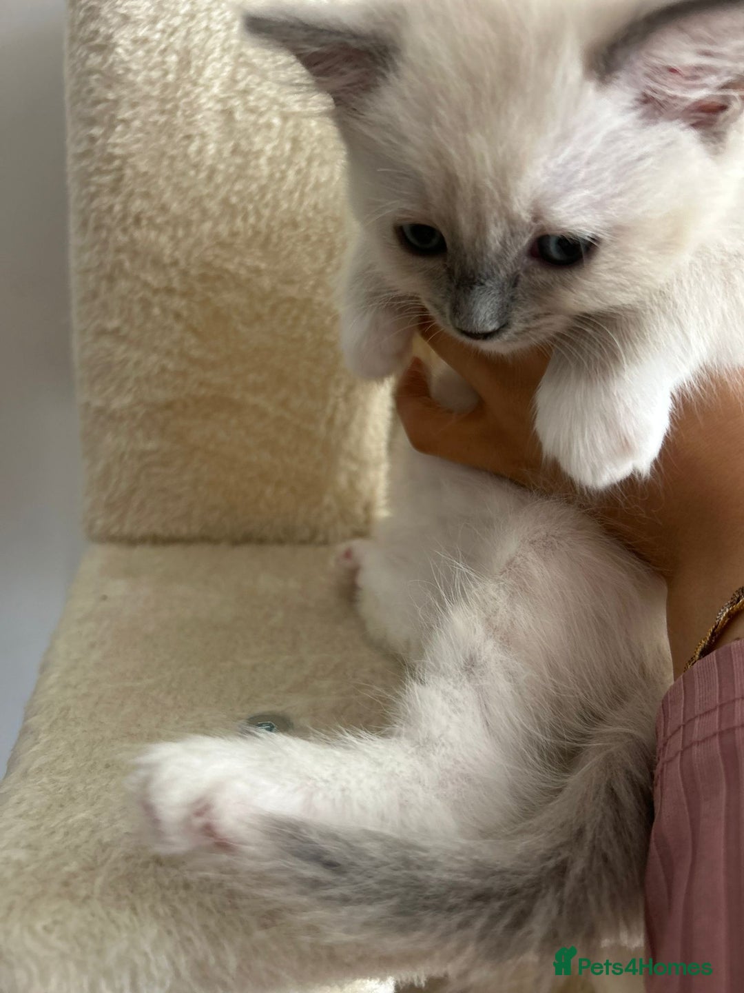 Ragdoll cats for sale: 5 Pure Ragdoll kittens - All Females -Pickup Ready - Image 22