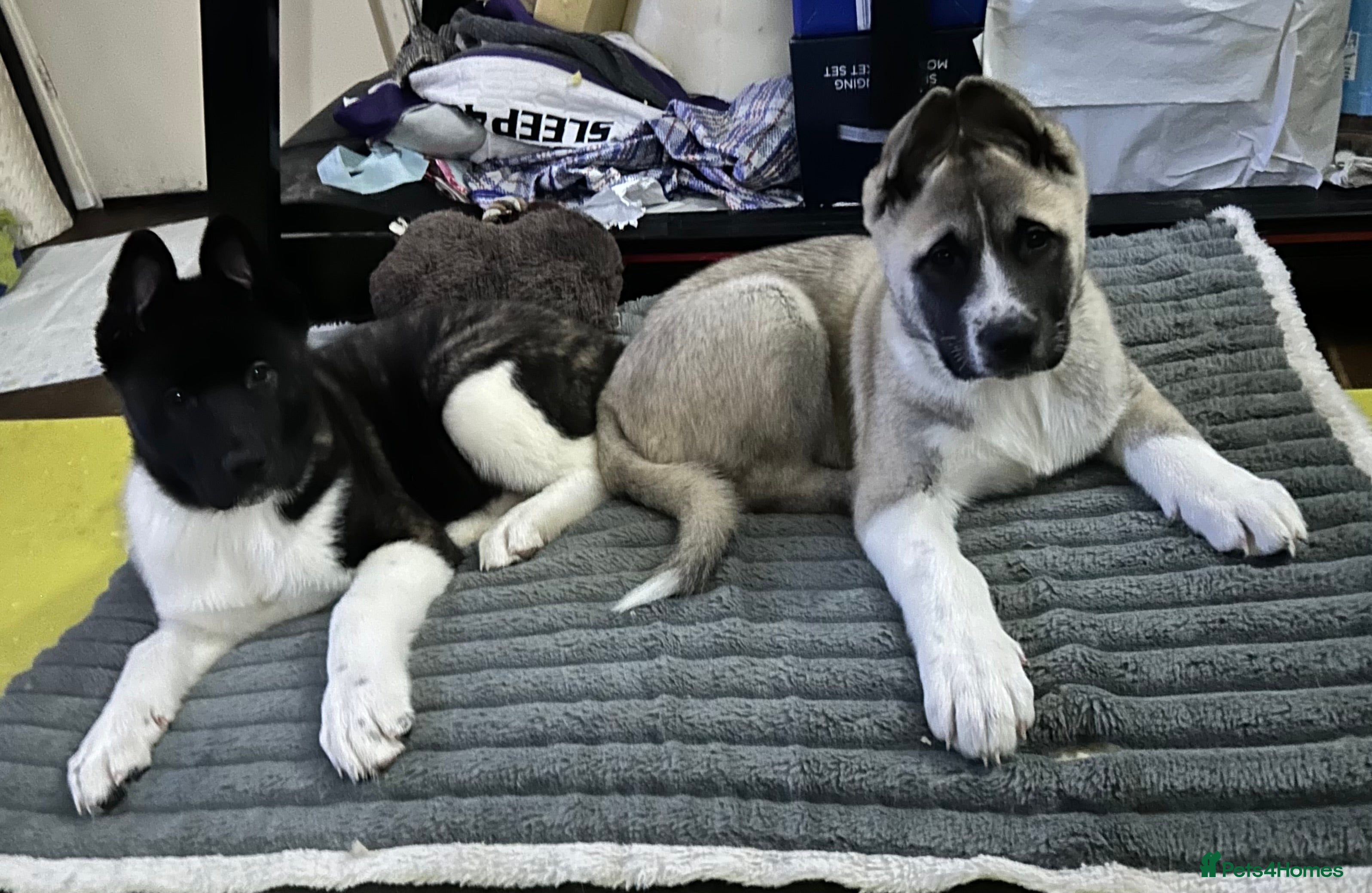 Akita dogs Akita Puppies - Advert 14