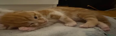 Domestic Shorthair 2