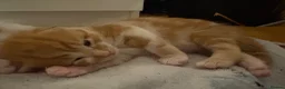 Domestic Shorthair cats for sale: Kittens for sale  - Advert 21