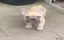 French Bulldog dogs for sale: French bulldog  - Image 13