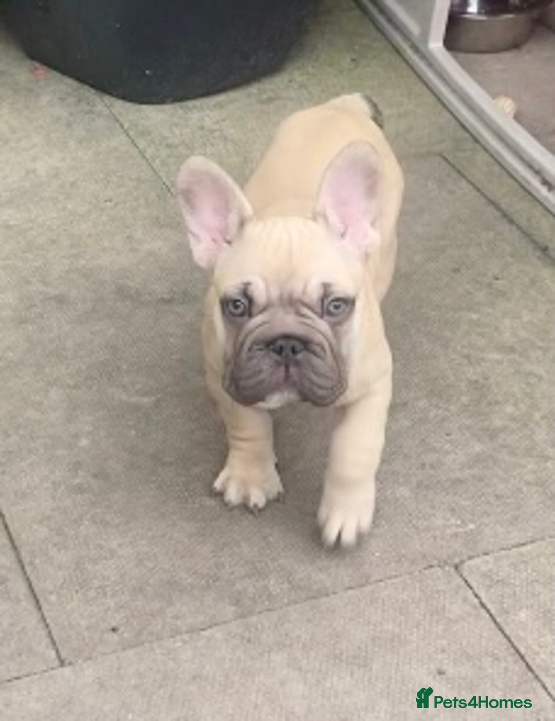 French Bulldog dogs for sale: French bulldog  - Image 13