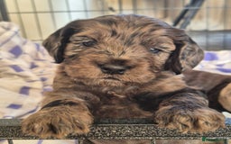 Cockapoo dogs for sale: Cockapoo pups - Image 2