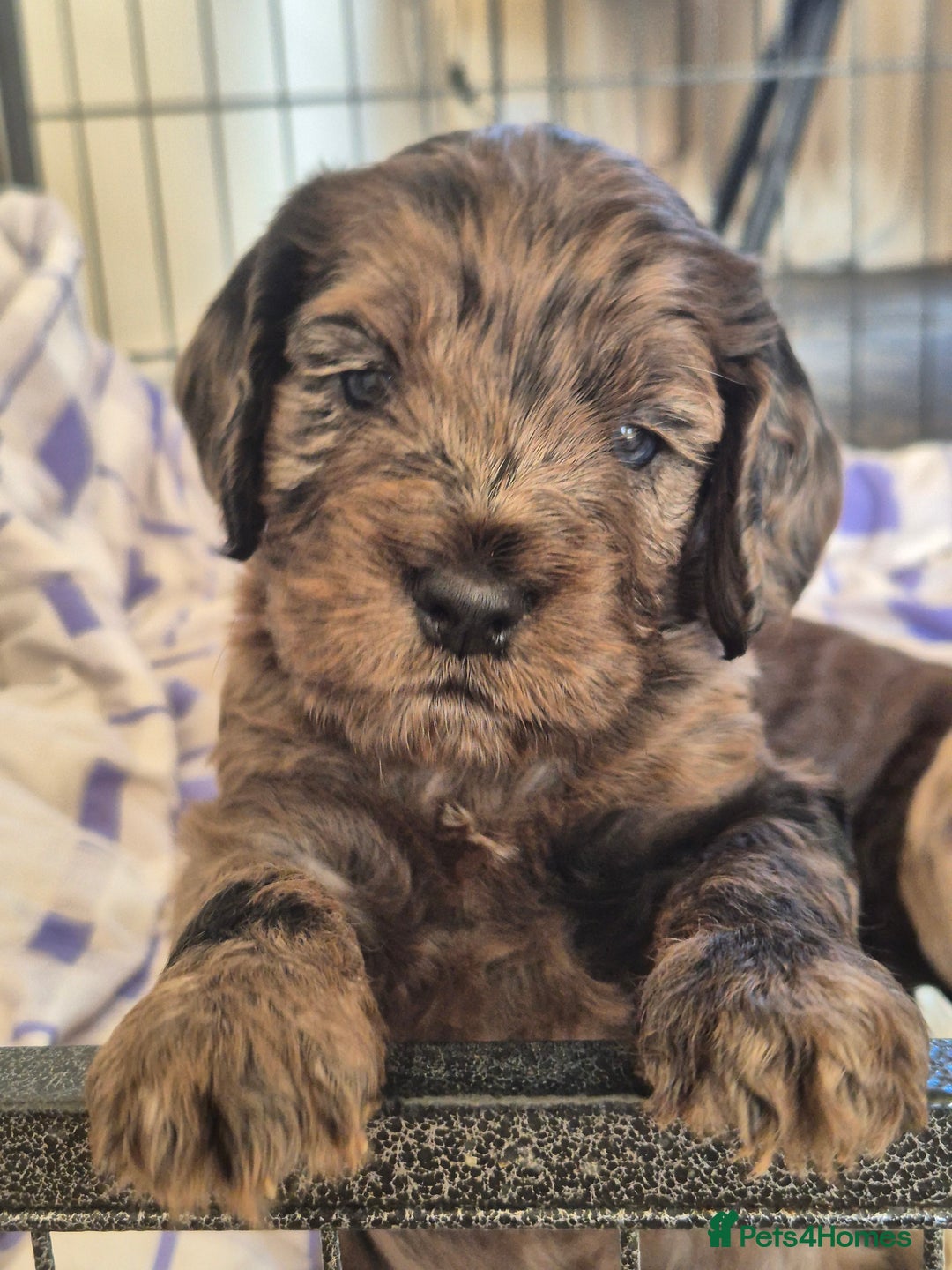 Cockapoo dogs for sale: Cockapoo pups - Image 2