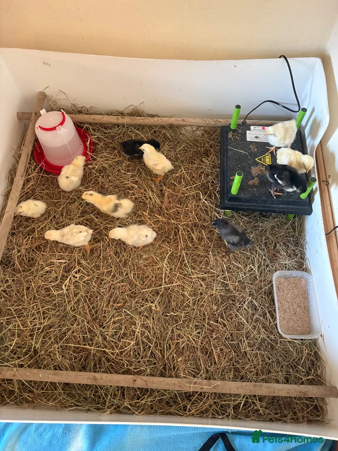 Chickens poultry for sale: Hybrid hens  - Advert 5
