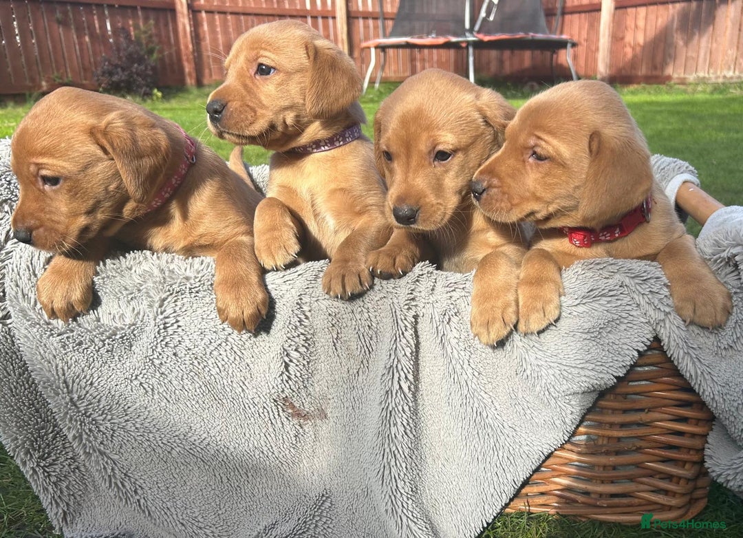 Labrador Retriever dogs for sale: Beautiful litter of KC labrador puppies  - Image 17