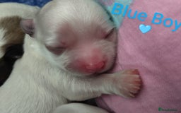 Morkie dogs for sale: Beautiful Morkie Puppies - Image 3