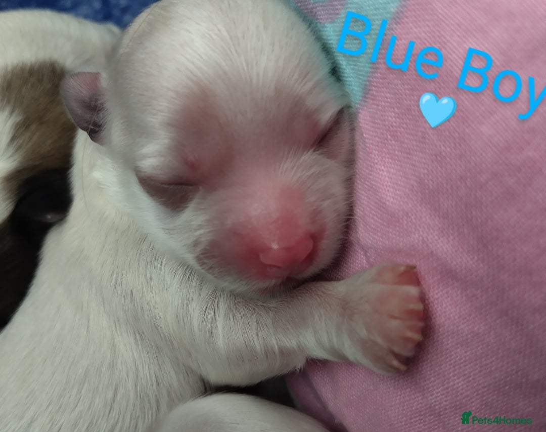 Morkie dogs for sale: Beautiful Morkie Puppies - Image 3