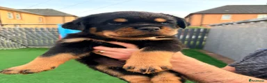 Rottweiler 3