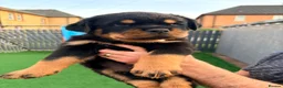 Rottweiler dogs for sale: 7 amazing rottweiler pups - Advert 11