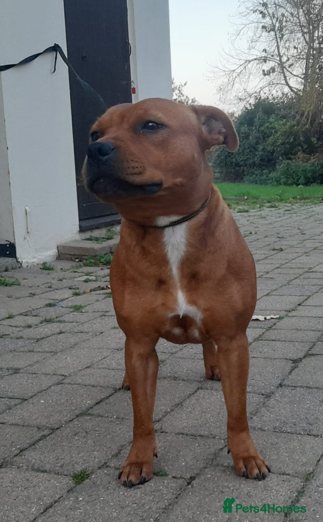 Staffordshire Bull Terrier dogs for sale: COI 3.6% Red staffordshire bull terrier's - Advert 16