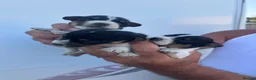 Jack Russell dogs for sale: 5 adorable Jack Russell puppies 🐶❤️ - Advert 17