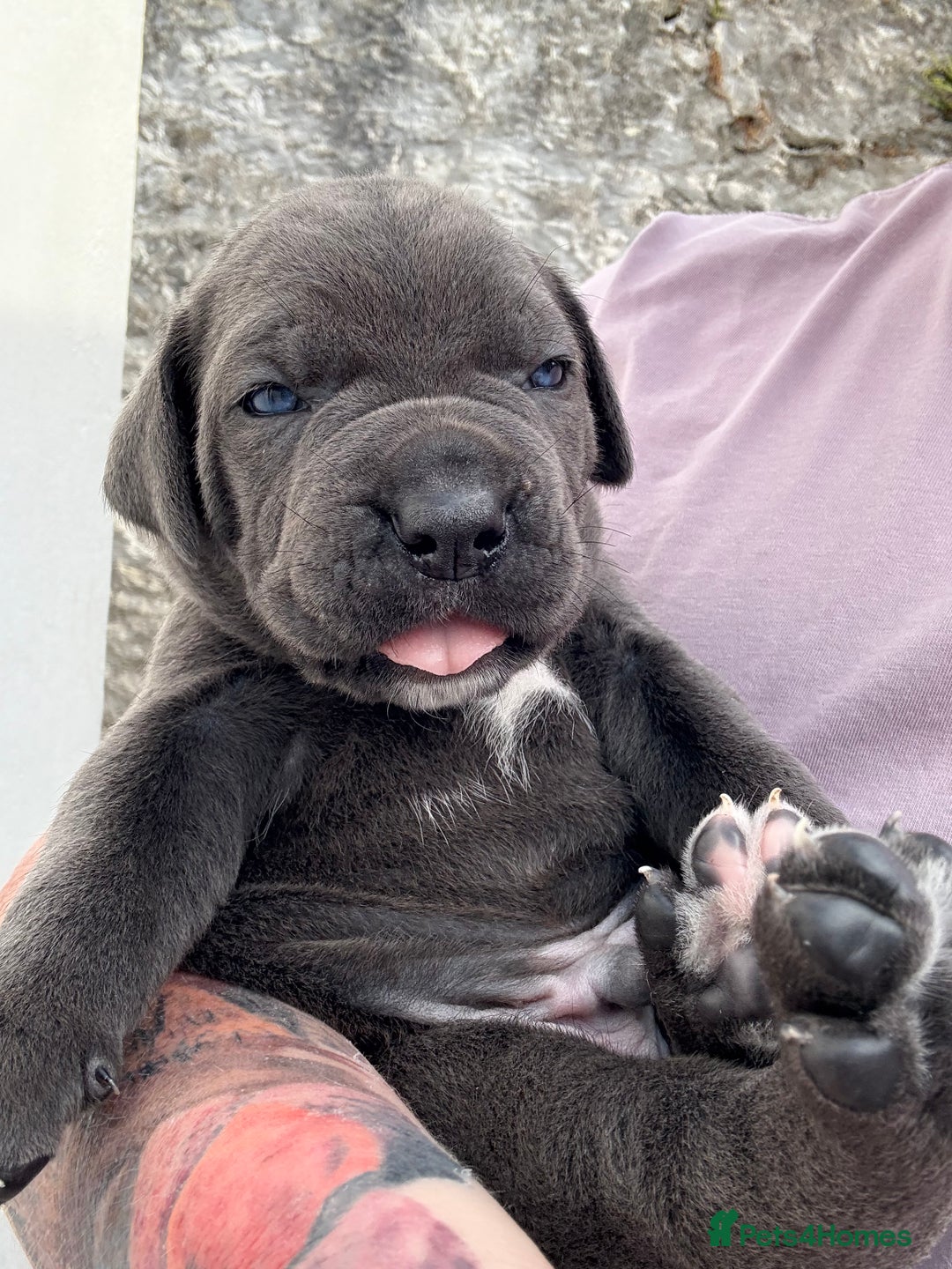 Cane Corso dogs for sale: Stunning blue cane corso litter - Image 7