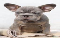 French Bulldog dogs for sale: Blue and tan female French bulldog  - Image 2