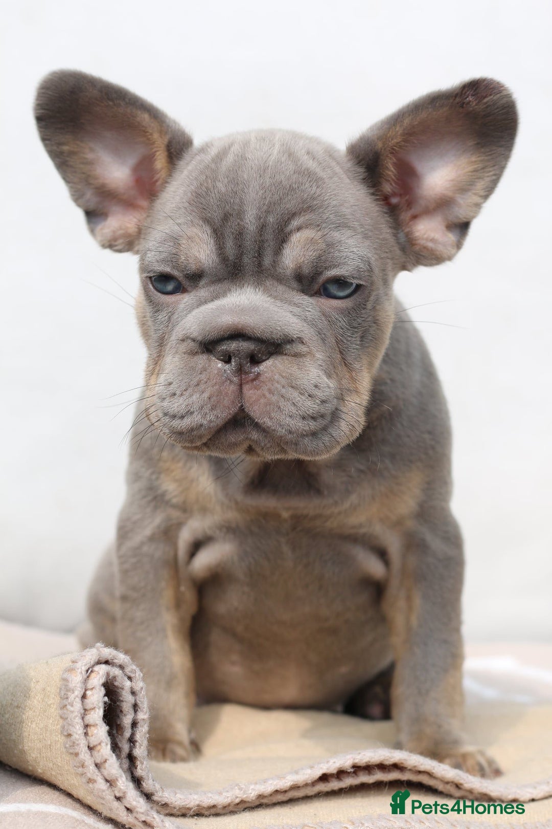 French Bulldog dogs for sale: Blue and tan female French bulldog  - Image 2