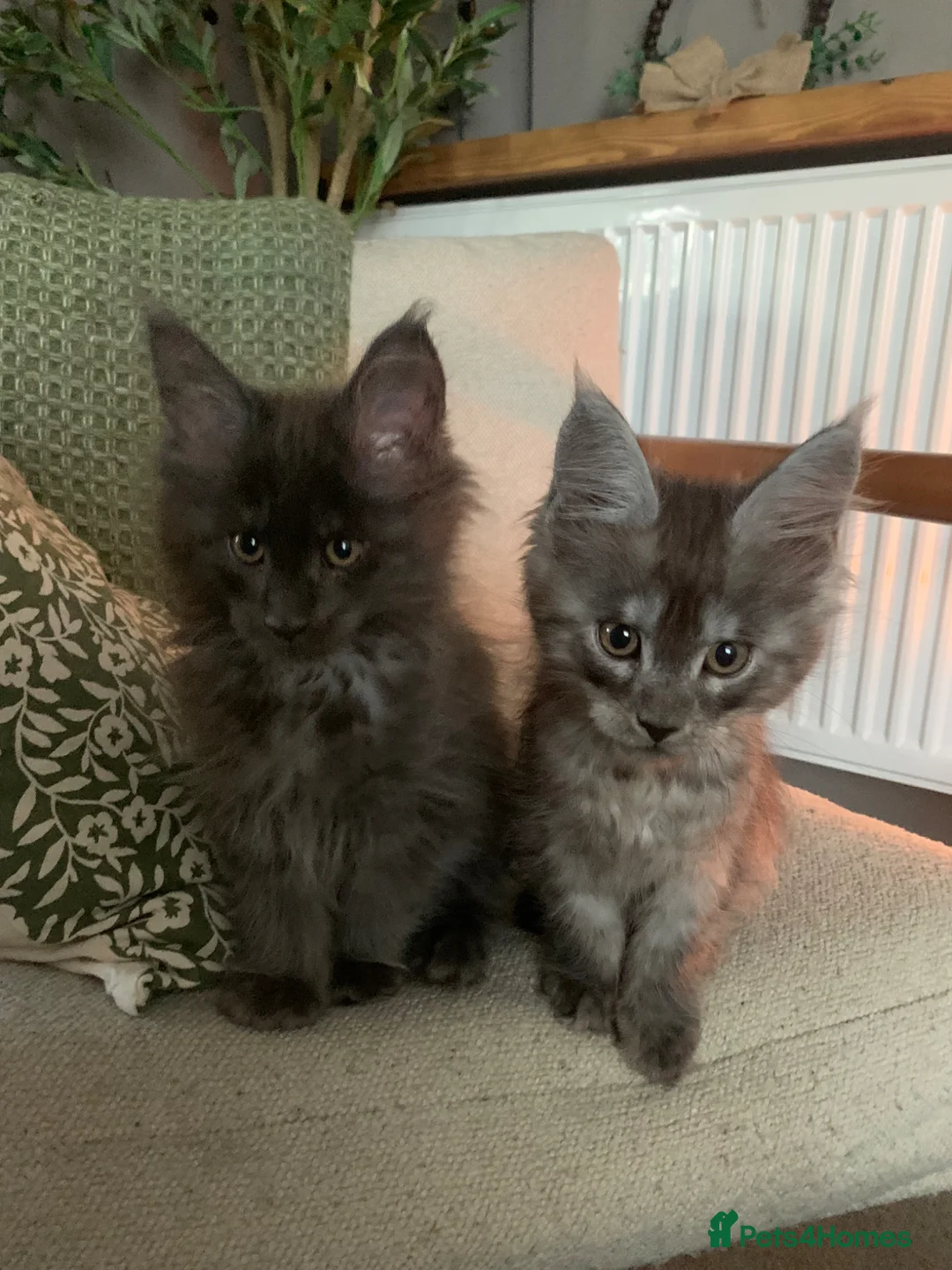 Maine Coon cats for sale: GCCF Gorgrous Maine coon boys for sale - Advert 1