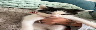 Ragdoll 2