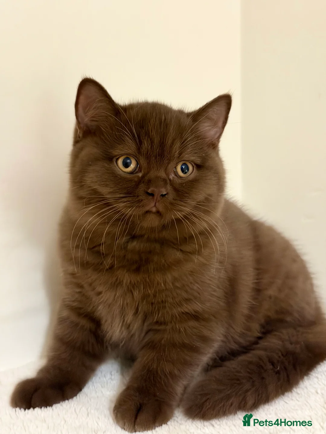 British Shorthair cats for sale: BSH chocolate boys TICA registration  - Advert 12