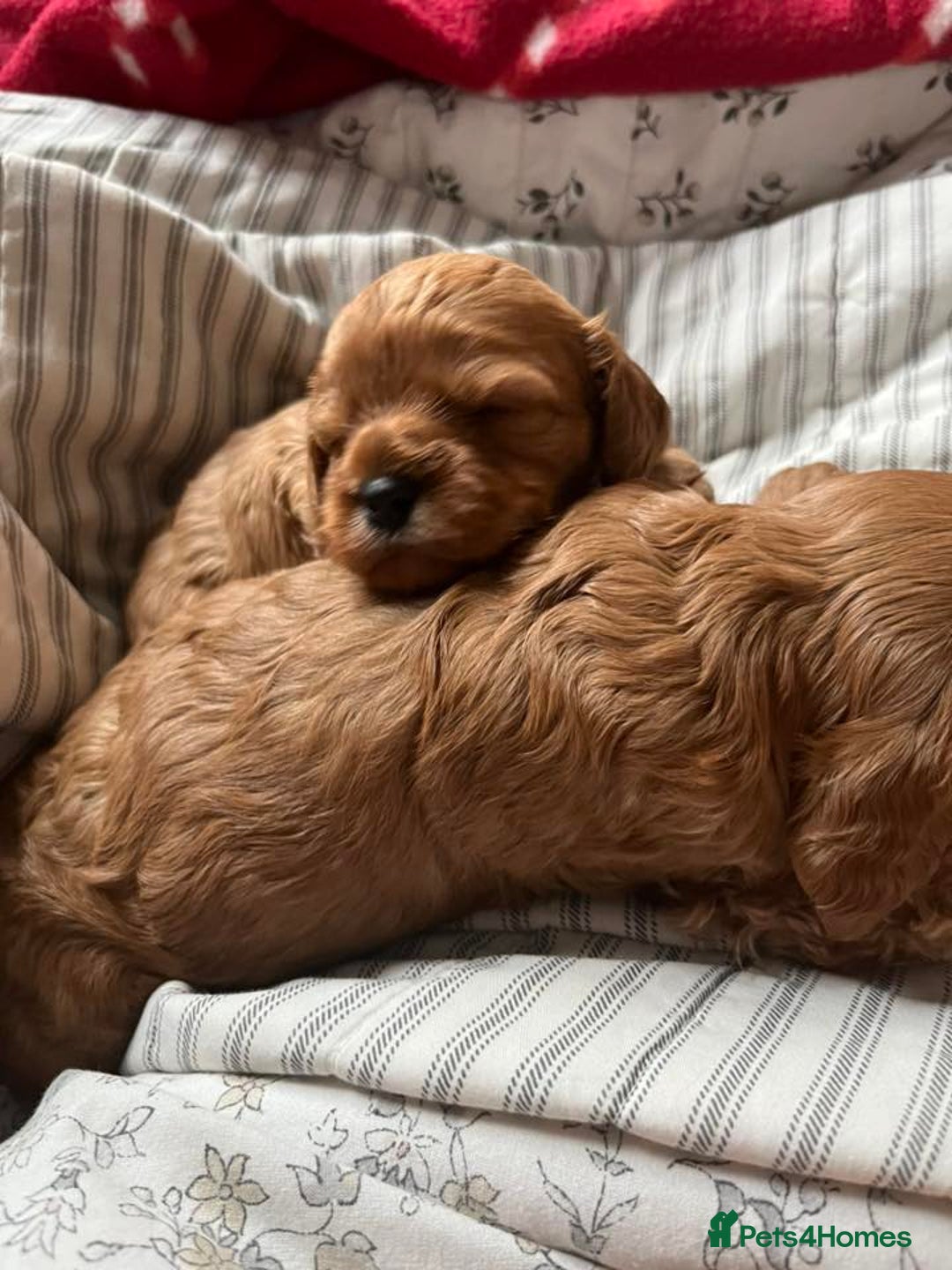 Cavapoo dogs for sale: Stunning Cavapoo Puppies - Advert 4
