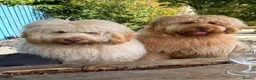 Newfypoo dogs for sale: Rare Newfypoo Puppies.  Stunning colors - Advert 16