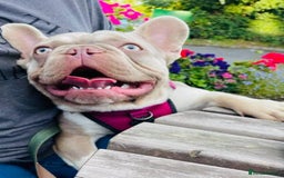 French Bulldog dogs for stud: KC New Shade Isabella Pied French Bulldog for STUD in Gunnislake - Image 4