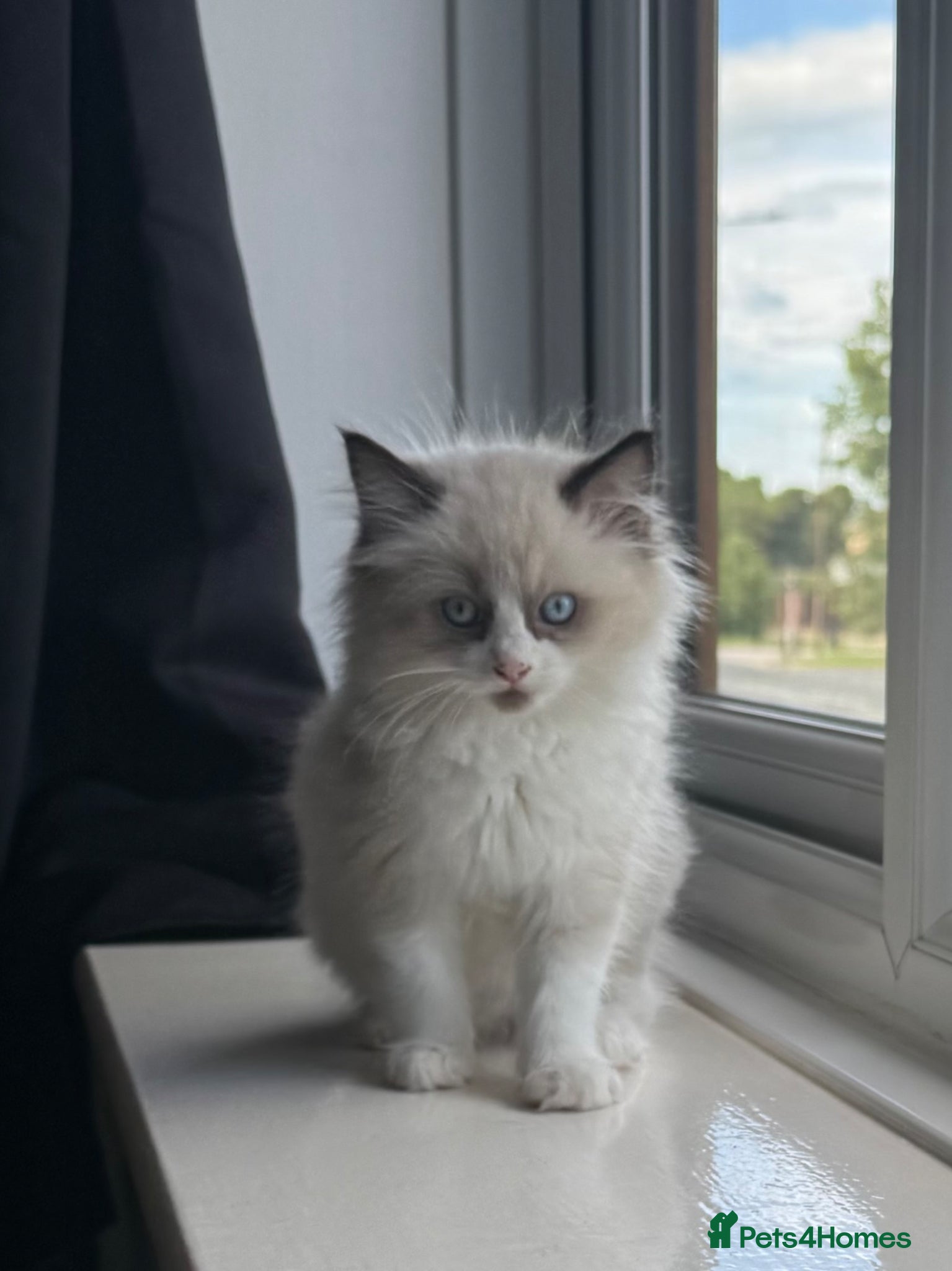 Ragdoll cats READY NOW Ragdoll kittens  - Advert 18