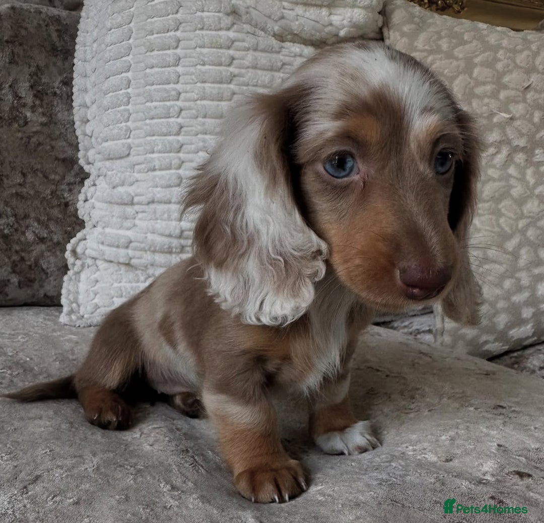 Miniature Dachshund dogs for stud: ✨chocolate and tan mini long haired dachshund ✨kc  - Image 4
