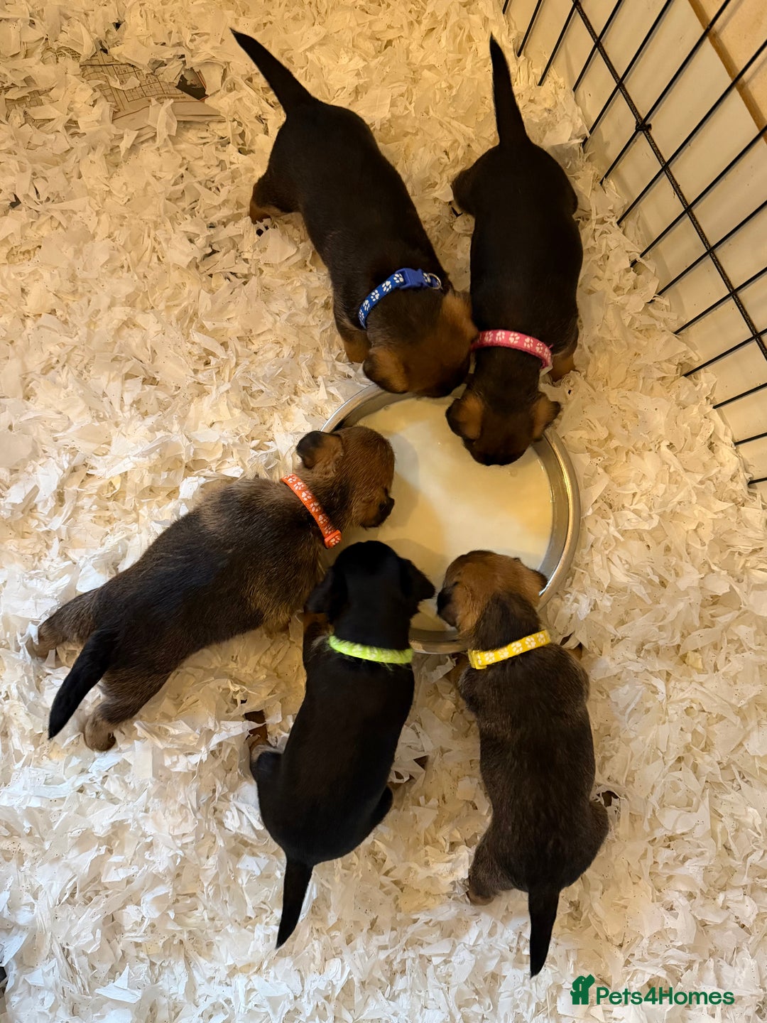 Border Terrier dogs for sale: Beautiful Border Terrier Puppies😍 - Advert 5