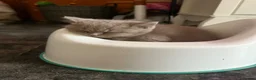 British Shorthair cats for sale: British short hair cinnamon carriers  - Advert 4