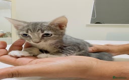 Mixed Breed cats for sale: Kittens ready to go - Image 10