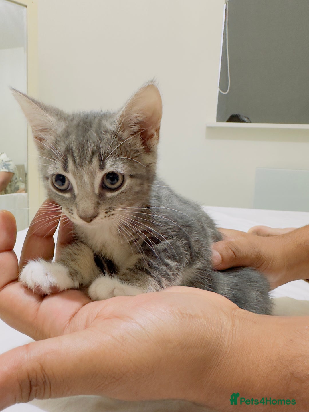 Mixed Breed cats for sale: Kittens ready to go - Image 10