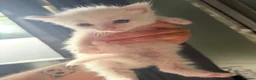 Turkish Angora cats for sale: Turkish Angora Kittens - Advert 9