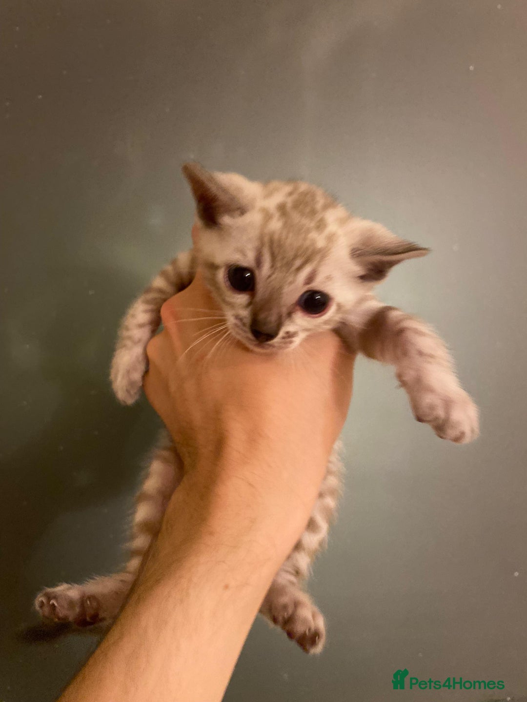 Bengal cats for sale: 🔥✨ Pedigree TICA-Registered Bengal Kittens - Image 16