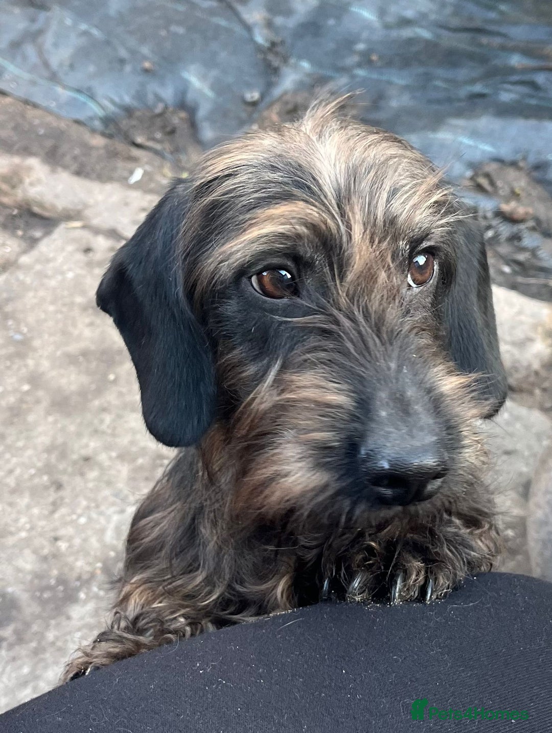 Miniature Dachshund dogs for sale: MINI WIRES KC REG LAFORA PRA CLEAR - Advert 11