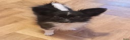 Papillon dogs for sale: Gorgeous Female Example of this Beautiful Breed - Advert 2