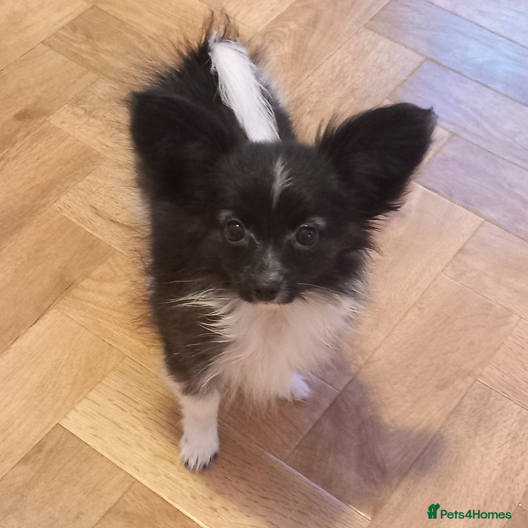 Papillon dogs for sale: Gorgeous Female Example of this Beautiful Breed - Advert 2