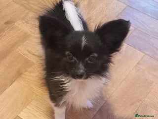 Papillon dogs Gorgeous Female Example of this Beautiful Breed - Advert 7