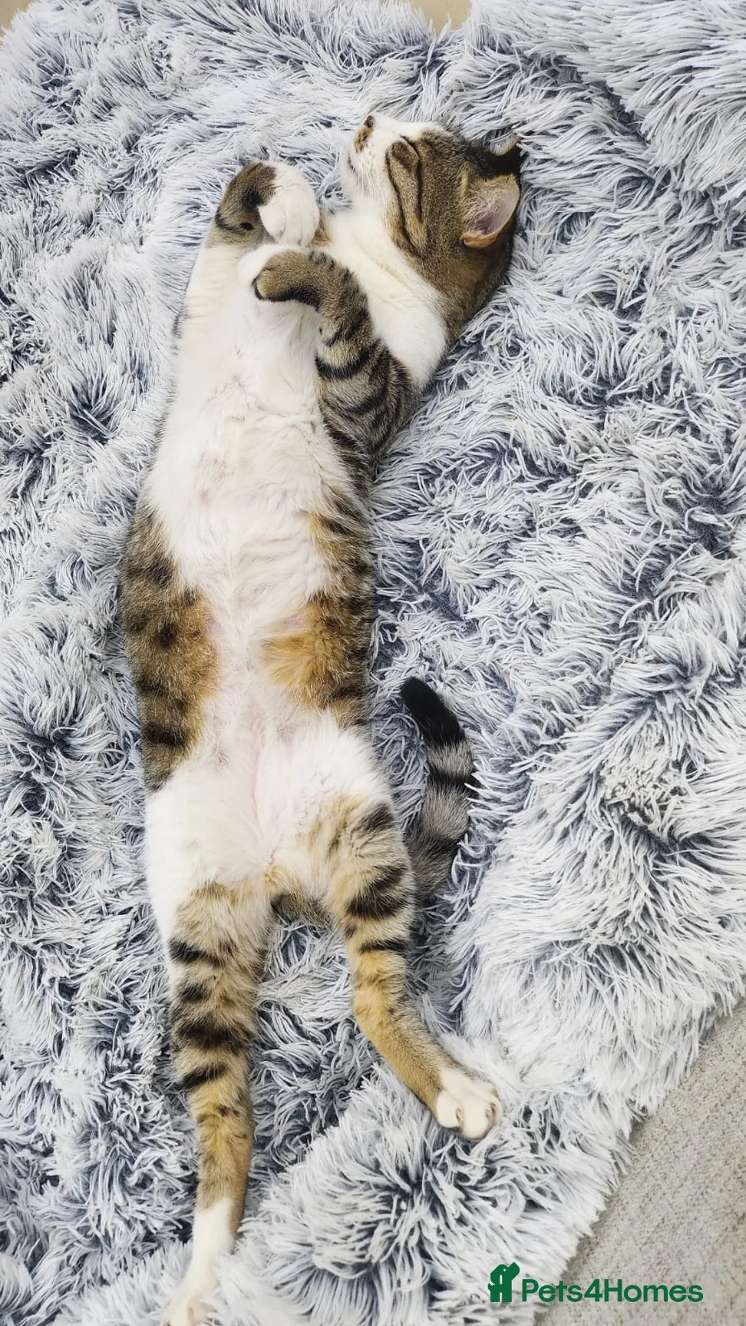 Domestic Shorthair cats for adoption: Memo boy  - Advert 2