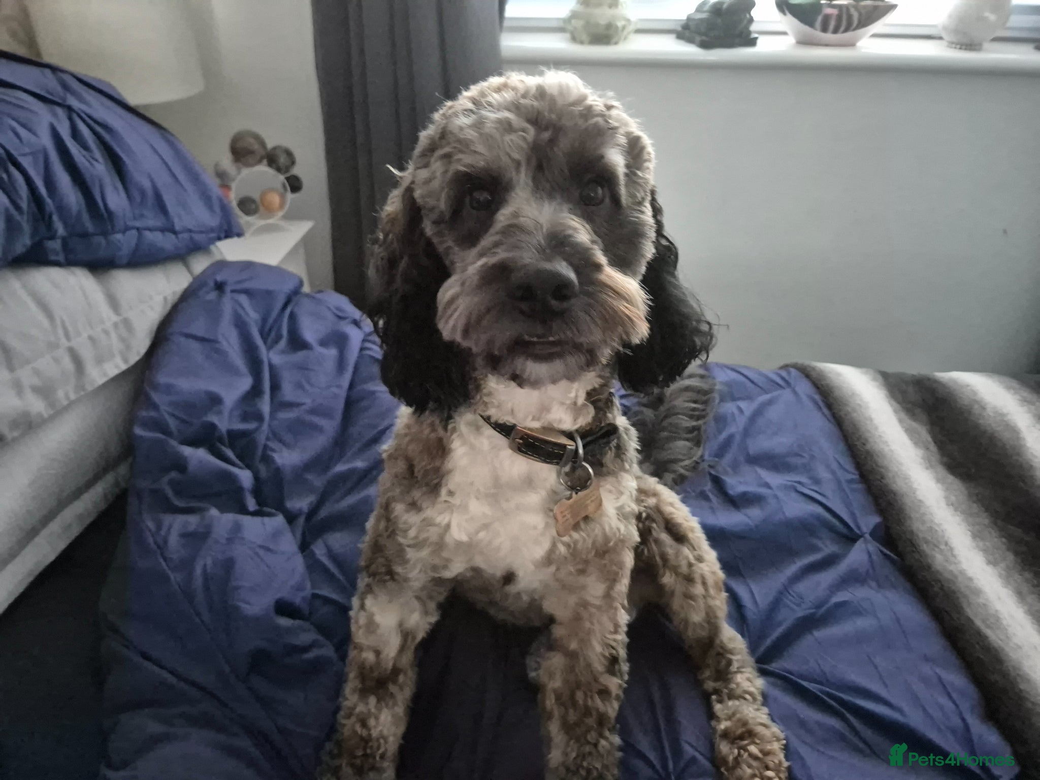 Cockapoo dogs Stunning Cockapoo Male For Stud  - Advert 5