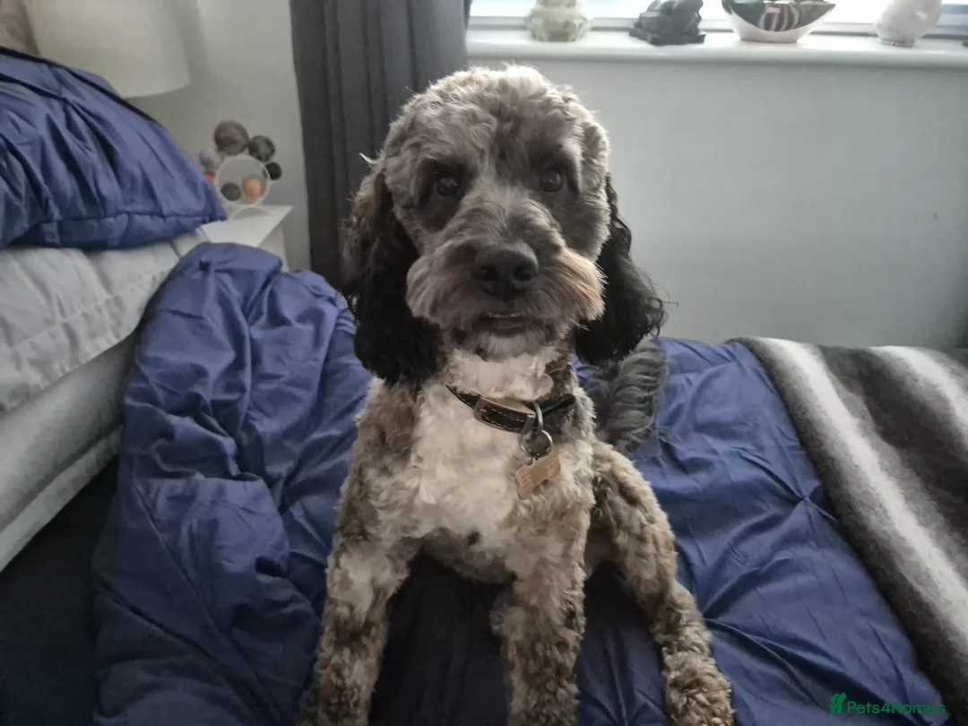 Cockapoo dogs for stud: Stunning Cockapoo Male For Stud  - Advert 1