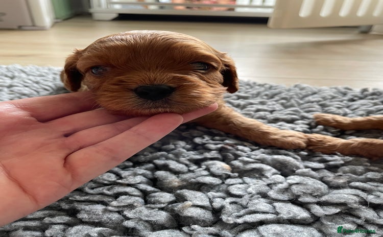 Cavapoo dogs in Doncaster - Advert 14