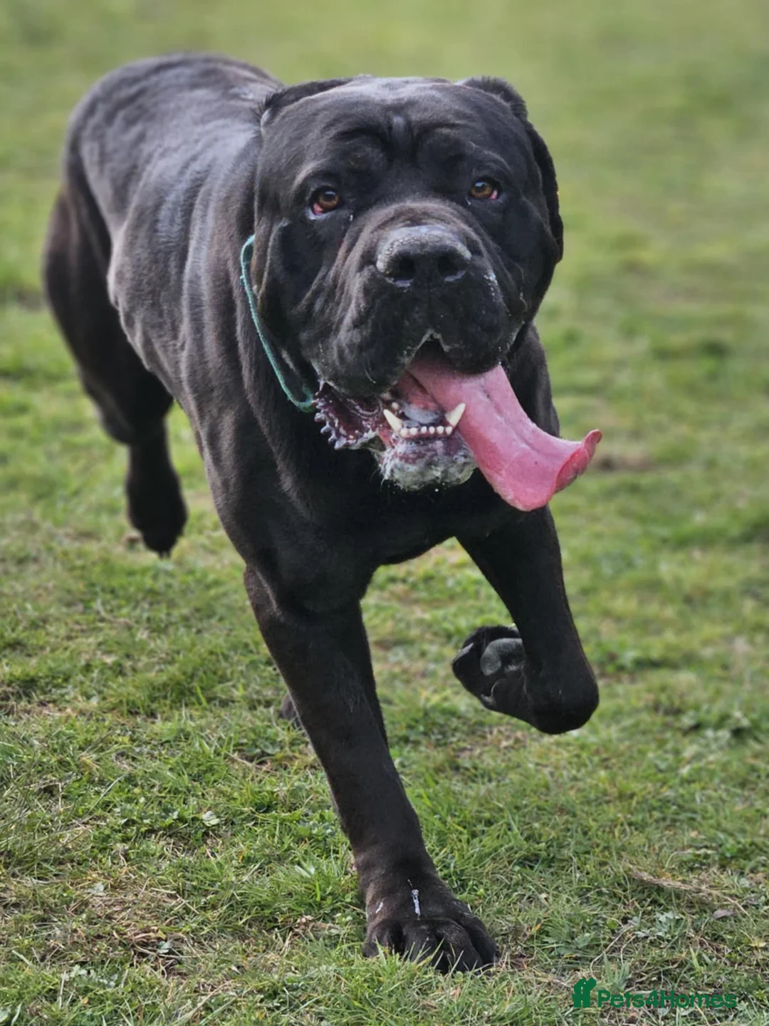 Cane Corso dogs for stud: Cane Corso for Stud in Doncaster - Advert 8