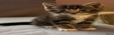 Mixed Breed Kitten 1