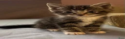 Mixed Breed cats for sale: Beautiful kittens  - Advert 17