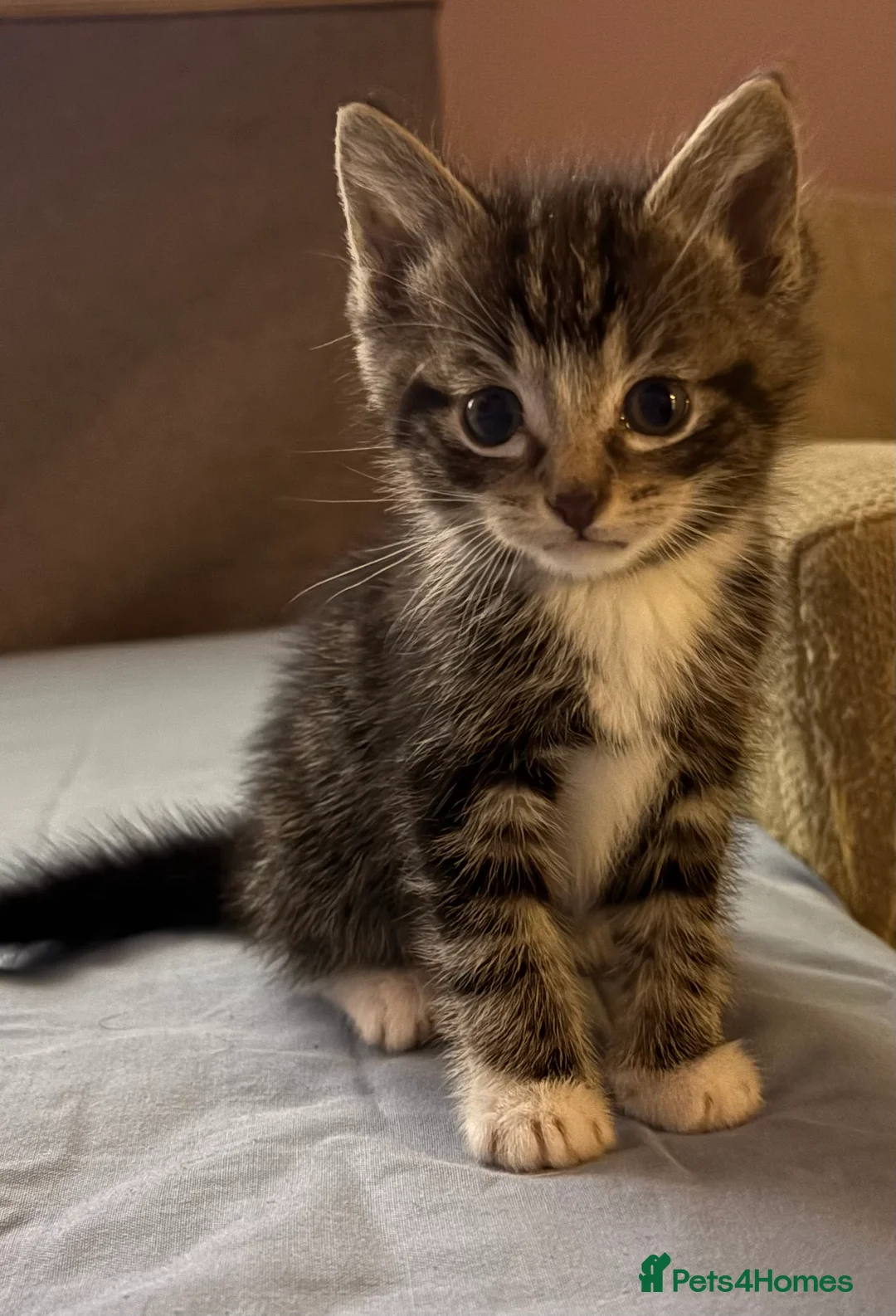 Mixed Breed cats for sale: Beautiful kittens  - Advert 17