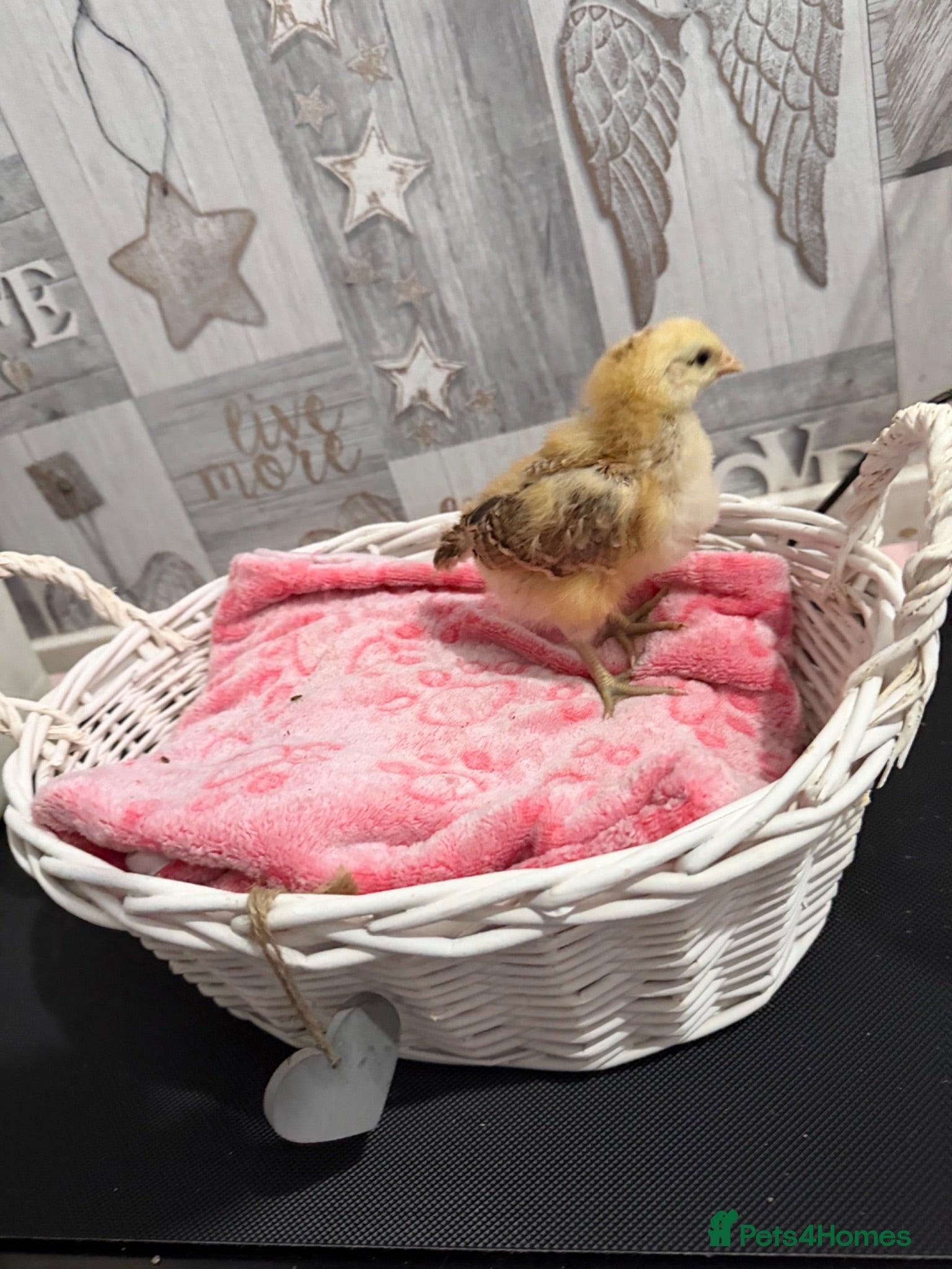 Chickens poultry Need to find there forever home  - Advert 2