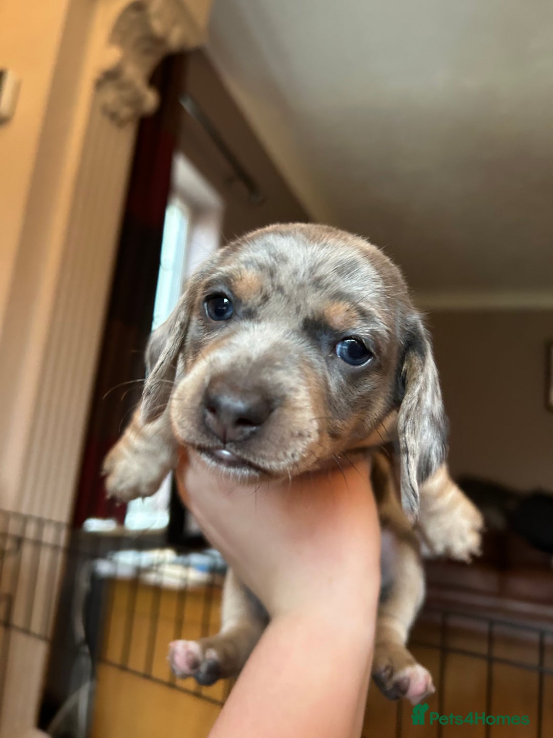 Miniature Dachshund dogs for sale: Mini dachshund puppies 6 weeks - Advert 25