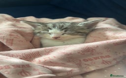 European cats for sale: 1 female kitten in Huddersfield - Image 3